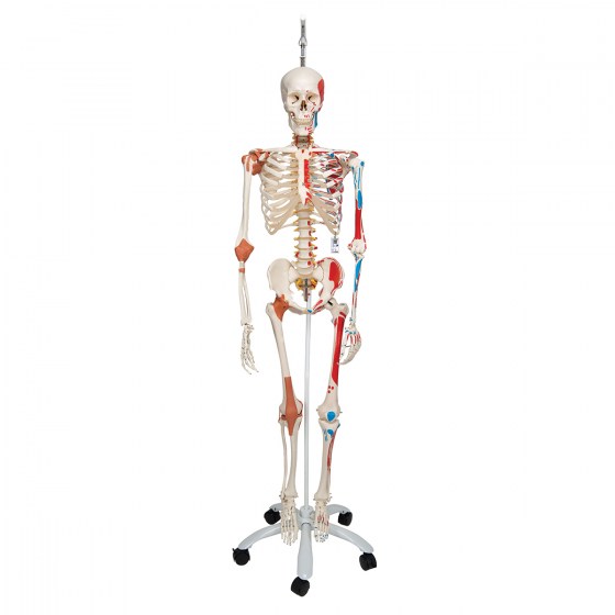 A13-1_01_1200_1200_Human-Skeleton-Model-Sam-on-Hanging-Stand-with-Muscle-Ligaments-3B-Smart-Anatomy