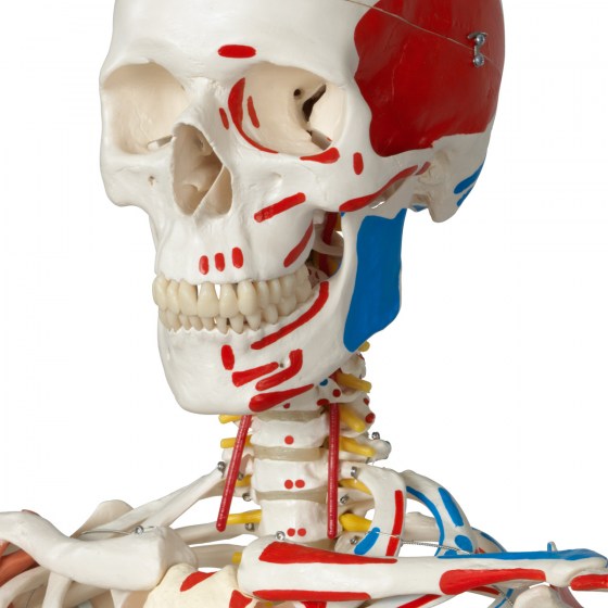 A13-1_02_1200_1200_Human-Skeleton-Model-Sam-on-Hanging-Stand-with-Muscle-Ligaments-3B-Smart-Anatomy