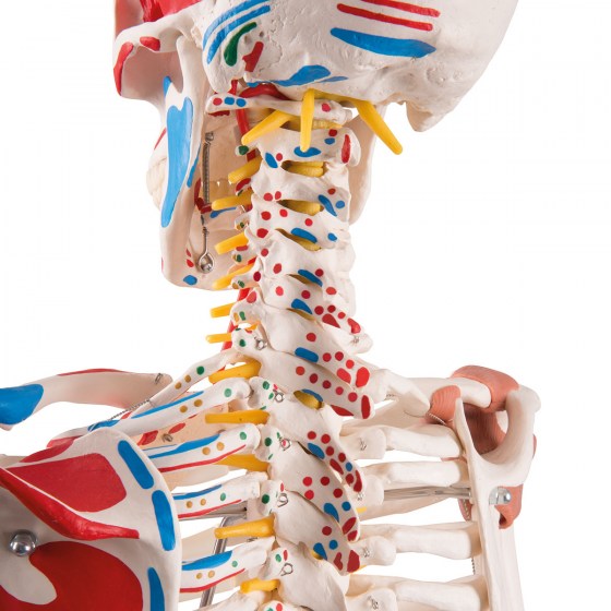 A13-1_05_1200_1200_Human-Skeleton-Model-Sam-on-Hanging-Stand-with-Muscle-Ligaments-3B-Smart-Anatomy