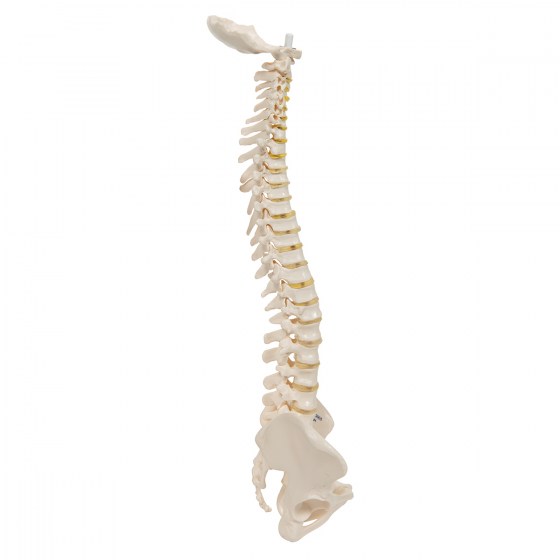 A18-20_02_1200_1200_Mini-Human-Spinal-Column-Model-Flexible-Mounted-3B-Smart-Anatomy