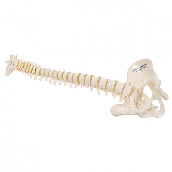 A18-20_04_1200_1200_Mini-Human-Spinal-Column-Model-Flexible-Mounted-3B-Smart-Anatomy