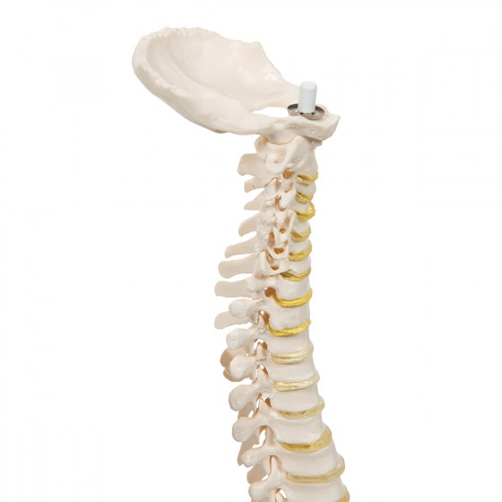 A18-20_05_1200_1200_Mini-Human-Spinal-Column-Model-Flexible-Mounted-3B-Smart-Anatomy