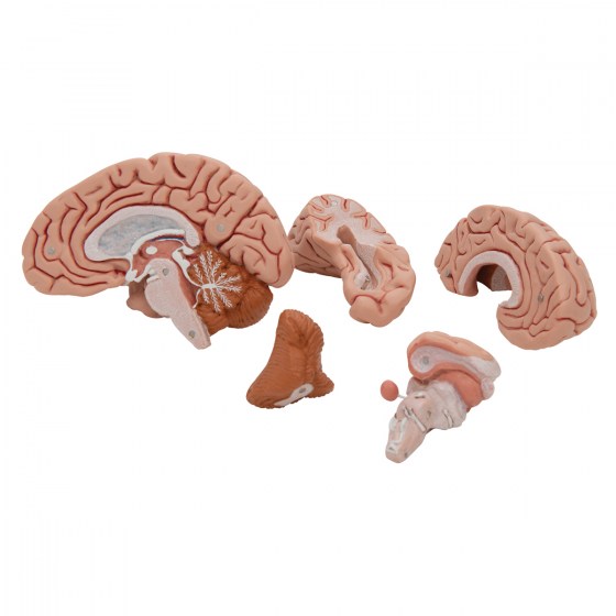 C18_06_1200_1200_Classic-Human-Brain-Model-5-part-3B-Smart-Anatomy