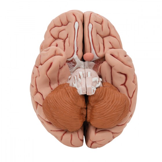 C18_07_1200_1200_Classic-Human-Brain-Model-5-part-3B-Smart-Anatomy