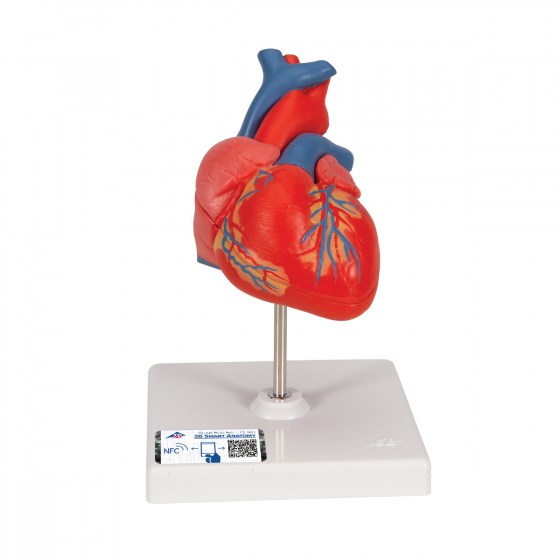 G08_01_1200_1200_Classic-Human-Heart-Model-2-part-3B-Smart-Anatomy