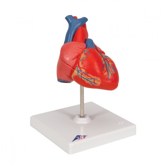 G08_02_1200_1200_Classic-Human-Heart-Model-2-part-3B-Smart-Anatomy