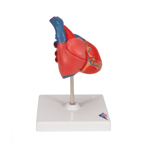 G08_03_1200_1200_Classic-Human-Heart-Model-2-part-3B-Smart-Anatomy