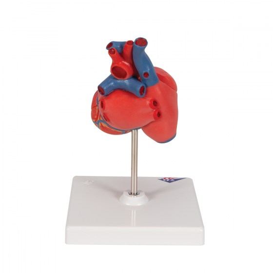 G08_04_1200_1200_Classic-Human-Heart-Model-2-part-3B-Smart-Anatomy
