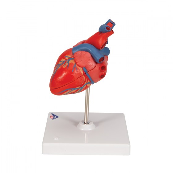 G08_05_1200_1200_Classic-Human-Heart-Model-2-part-3B-Smart-Anatomy