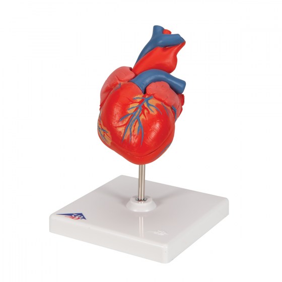 G08_06_1200_1200_Classic-Human-Heart-Model-2-part-3B-Smart-Anatomy