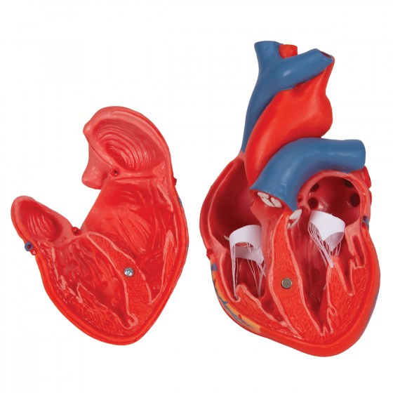 G08_07_1200_1200_Classic-Human-Heart-Model-2-part-3B-Smart-Anatomy